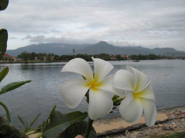 Flowering trees on promenade at Kampot.