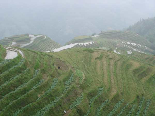 Terraced rice fields