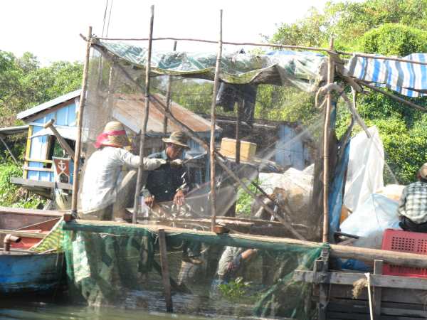 beating fish out of nets